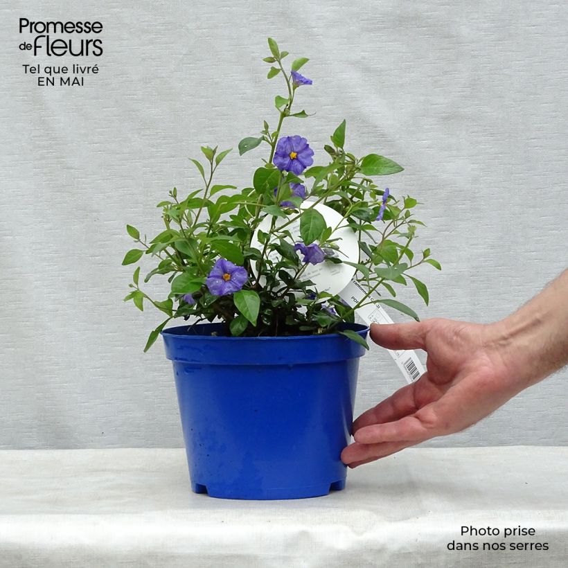 Exemplar von Solanum rantonnetii - Enzianstrauch Topf mit 3L/4L wie im Frühjahr geliefert