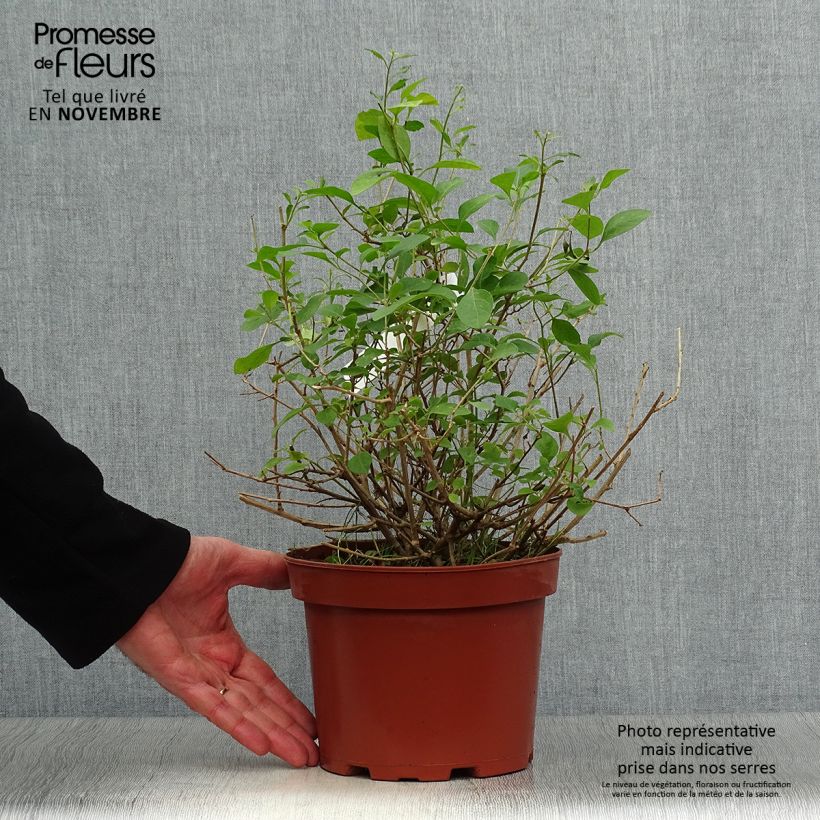 Example of Solanum rantonnetii - Enzianstrauch Topf mit 3L/4L as you get in automne