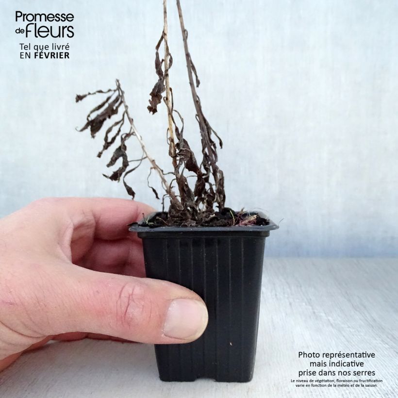 Exemplar von Kanadische Goldrute Gold King - Solidago canadensis Kleine Töpfe von 7/8 cm wie im Winter geliefert