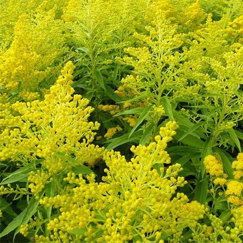 Goldrute Golden Mosa - Solidago (Flowering)