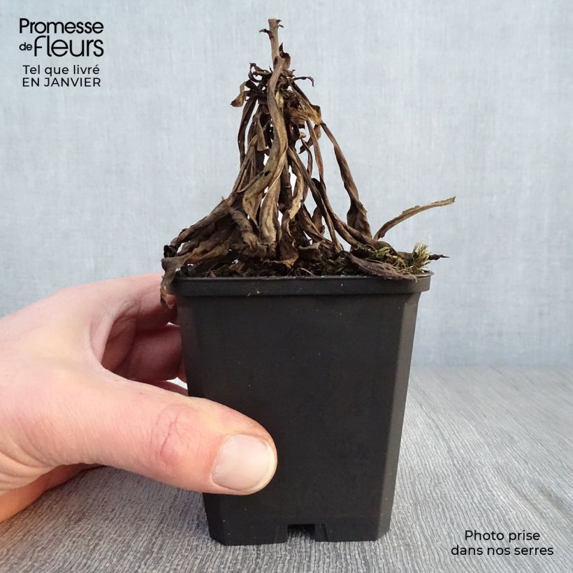 Exemplar von Goldrute Golden Mosa - Solidago Kleine Töpfe von 8/9 cm wie im Winter geliefert