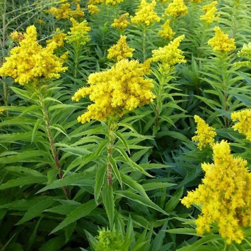 Goldrute Spatgold - Solidago (Plant habit)