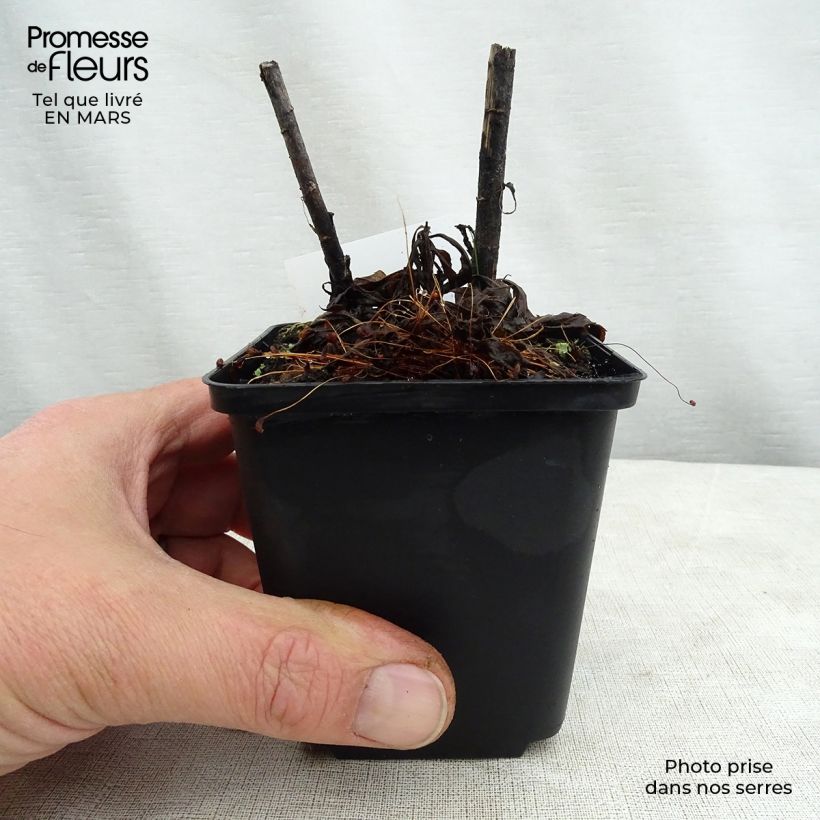 Exemplar von Goldrute Spatgold - Solidago Kleine Töpfe von 8/9 cm wie im Frühjahr geliefert