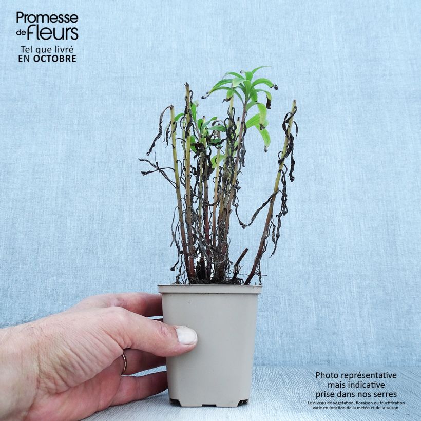Example of Goldrute Spatgold - Solidago Kleine Töpfe von 8/9 cm as you get in automne