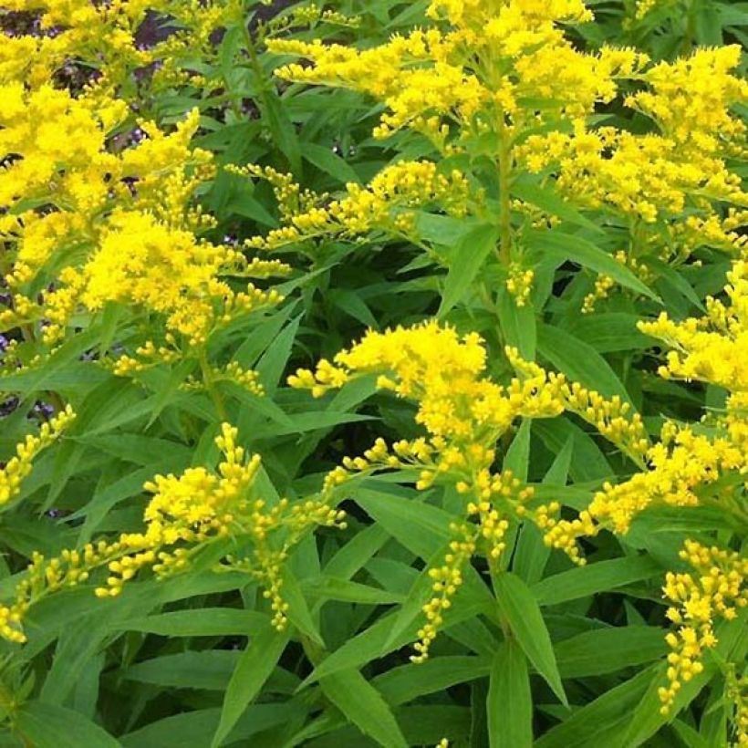 Goldrute Strahlenkrone - Solidago (Flowering)