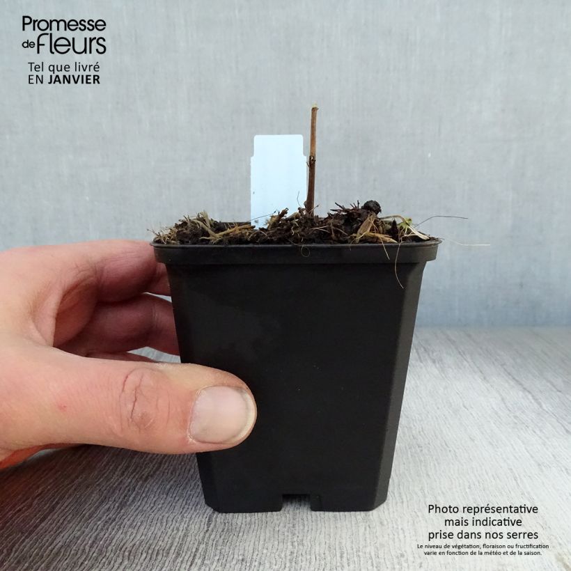 Exemplar von Goldrute Strahlenkrone - Solidago Kleine Töpfe von 8/9 cm wie im Winter geliefert