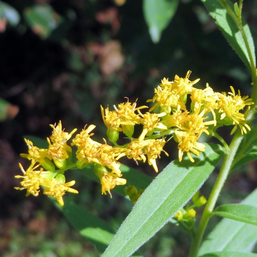 Kanadische Goldrute - Solidago canadensis (Flowering)