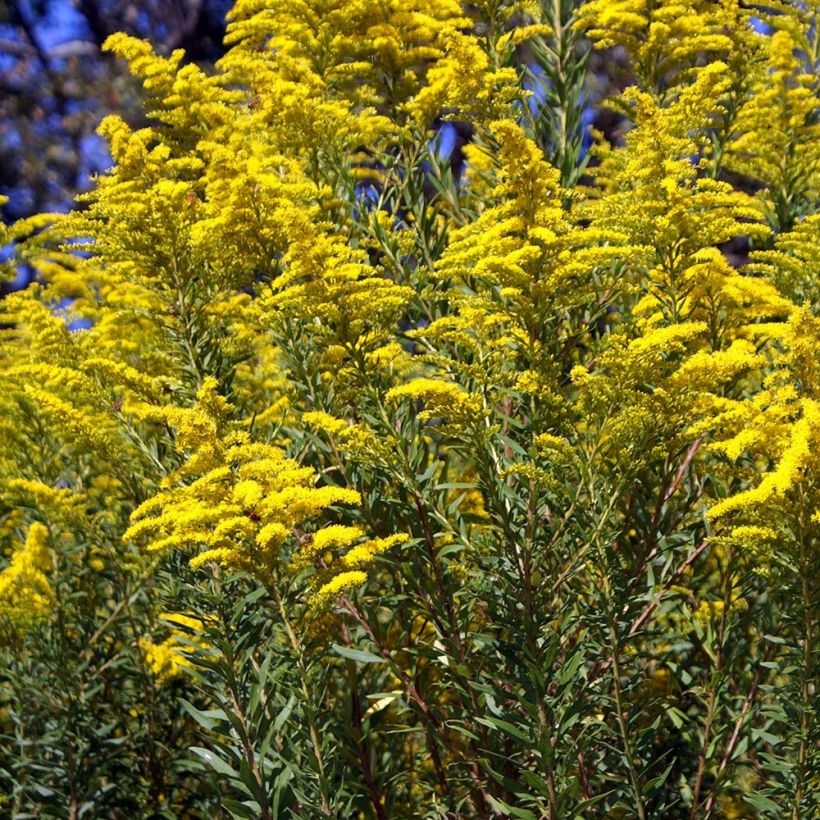 Kanadische Goldrute - Solidago canadensis (Plant habit)