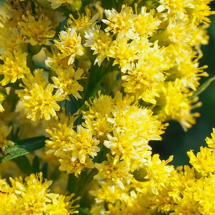 Kanadische Goldrute Golden Baby - Solidago canadensis (Flowering)