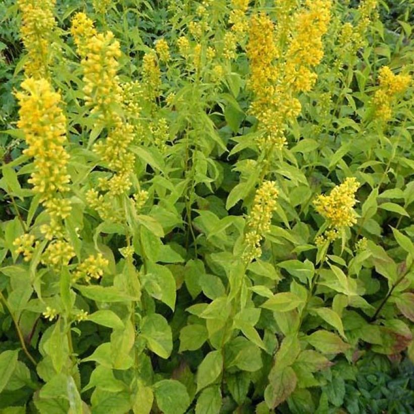 Goldrute Variegata - Solidago flexicaulis (Plant habit)