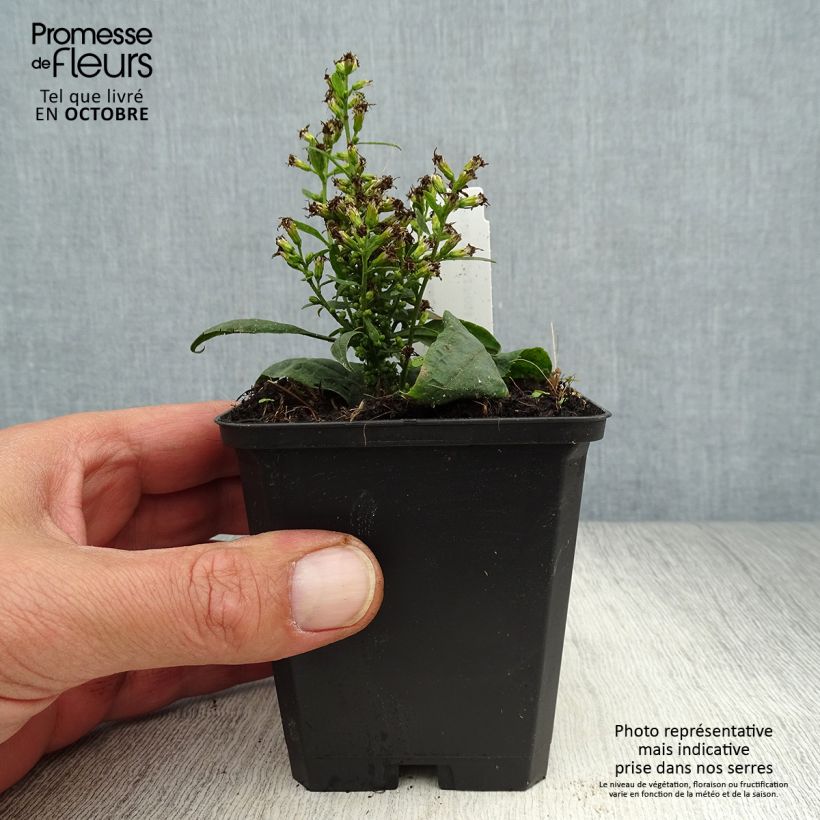 Example of Goldrute Variegata - Solidago flexicaulis Kleine Töpfe von 8/9 cm as you get in automne