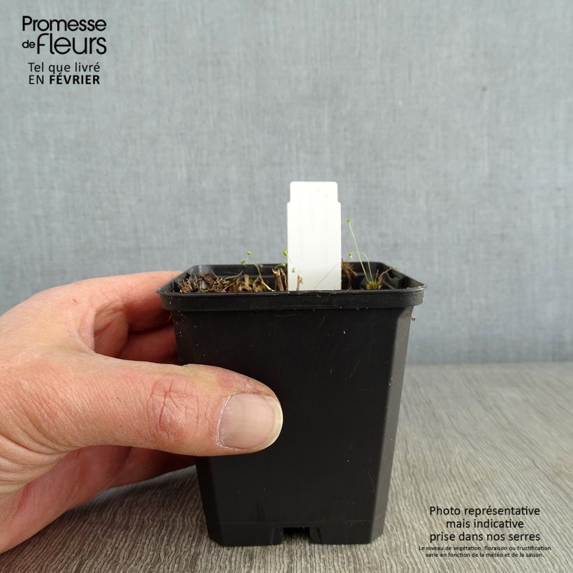 Exemplar von Goldrute Variegata - Solidago flexicaulis Kleine Töpfe von 8/9 cm wie im Winter geliefert