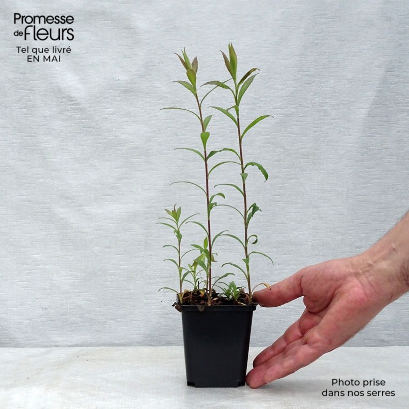 Exemplar von Goldrute Fireworks - Solidago rugosa Kleine Töpfe von 8/9 cm wie im Frühjahr geliefert