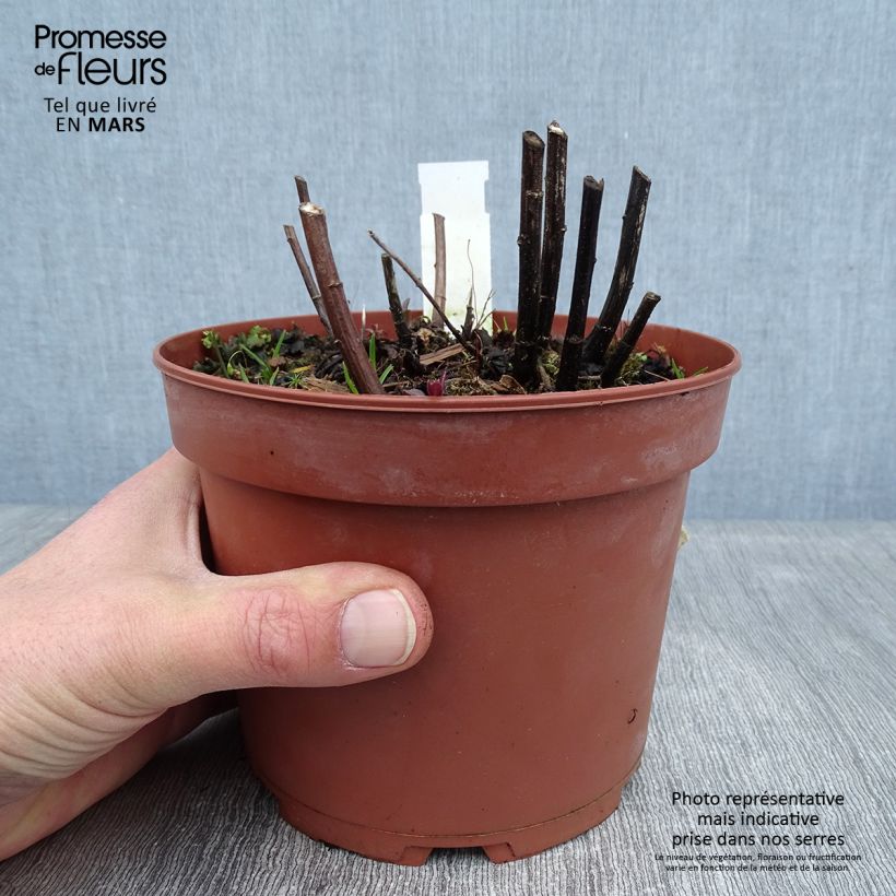 Exemplar von Goldrute Fireworks - Solidago rugosa Topf mit 2L/3L wie im Winter geliefert