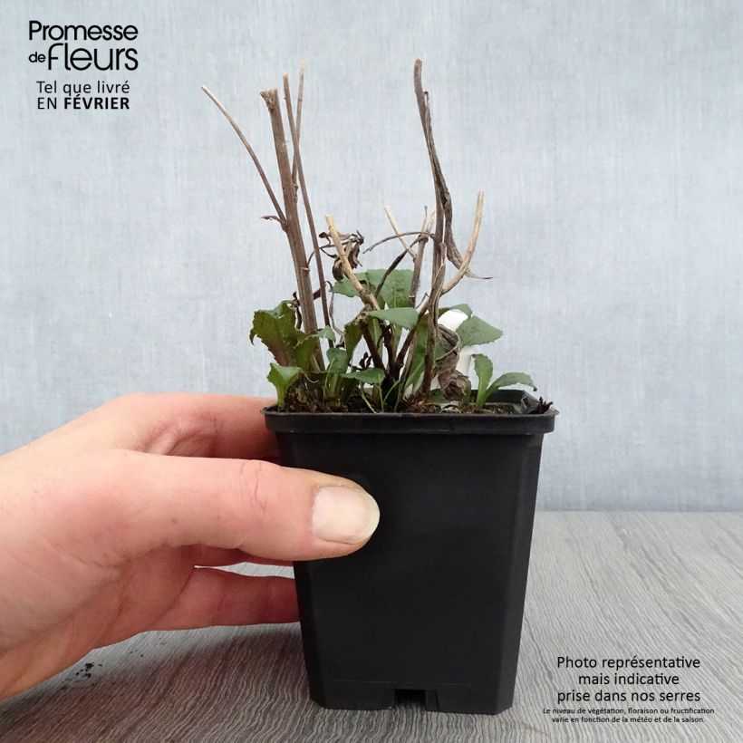 Exemplar von Goldrute - Solidago rugosa Kleine Töpfe von 8/9 cm wie im Winter geliefert