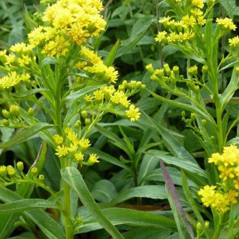 Goldrute Goldene Wellen - Solidago sempervirens (Flowering)