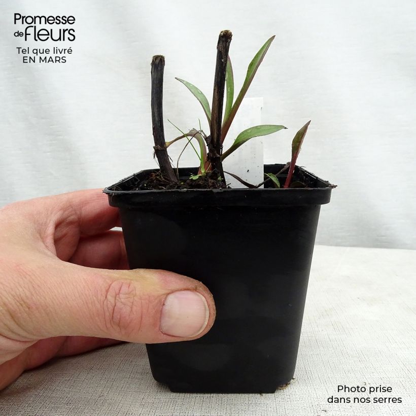 Exemplar von Goldrute Goldene Wellen - Solidago sempervirens Kleine Töpfe von 8/9 cm wie im Frühjahr geliefert