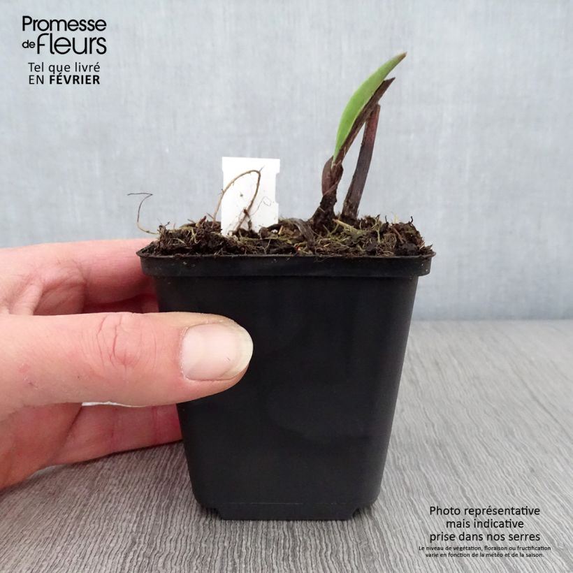 Exemplar von Goldrute Goldene Wellen - Solidago sempervirens Kleine Töpfe von 8/9 cm wie im Winter geliefert