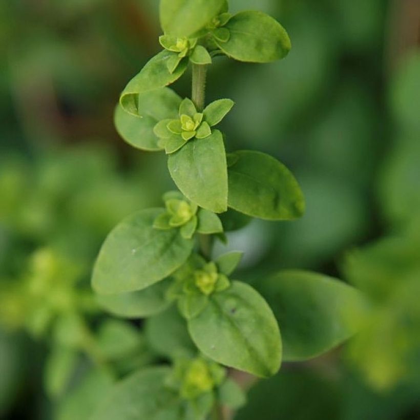Goldrute Golden Fleece - Solidago sphacelata (Foliage)