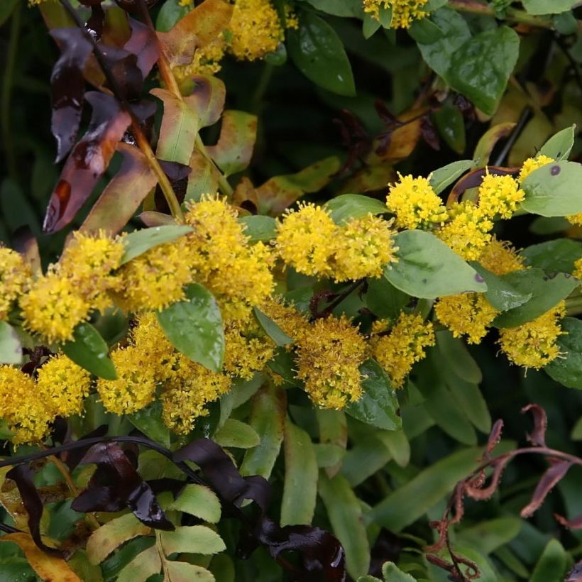 Goldrute Golden Fleece - Solidago sphacelata (Flowering)