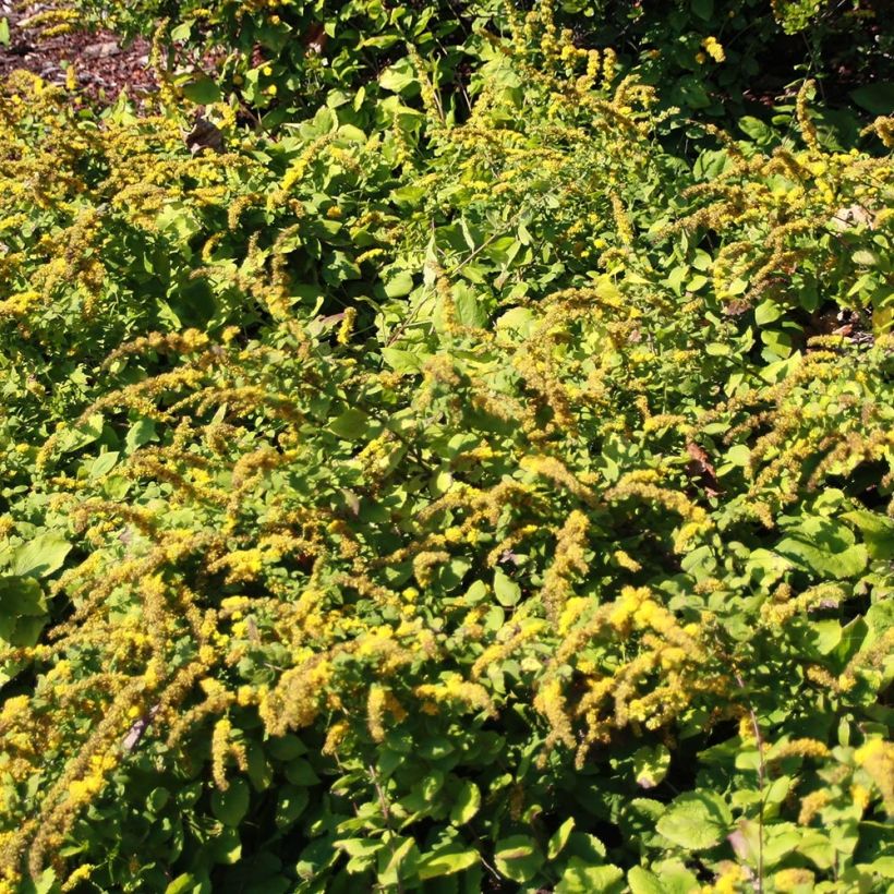 Goldrute Golden Fleece - Solidago sphacelata (Plant habit)