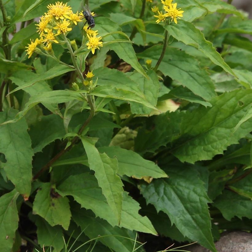 Gemeine Goldrute - Solidago virgaurea (Foliage)