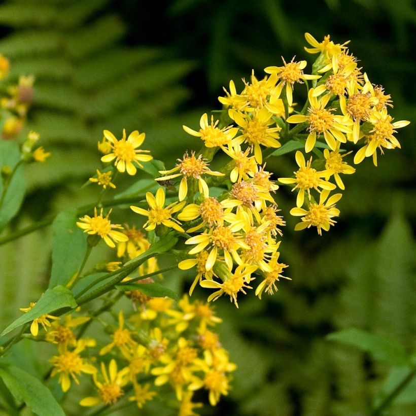 Gemeine Goldrute - Solidago virgaurea (Flowering)