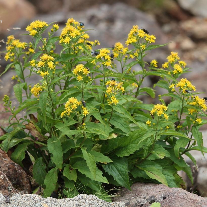 Gemeine Goldrute - Solidago virgaurea (Plant habit)