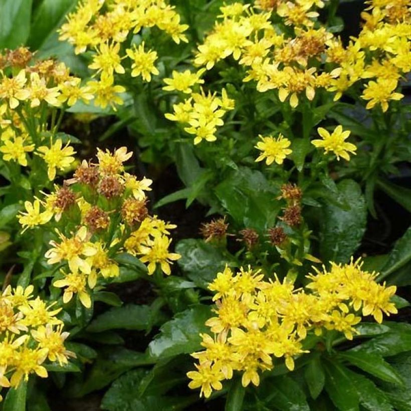 Gemeine Goldrute Minutissima - Solidago virgaurea (Flowering)