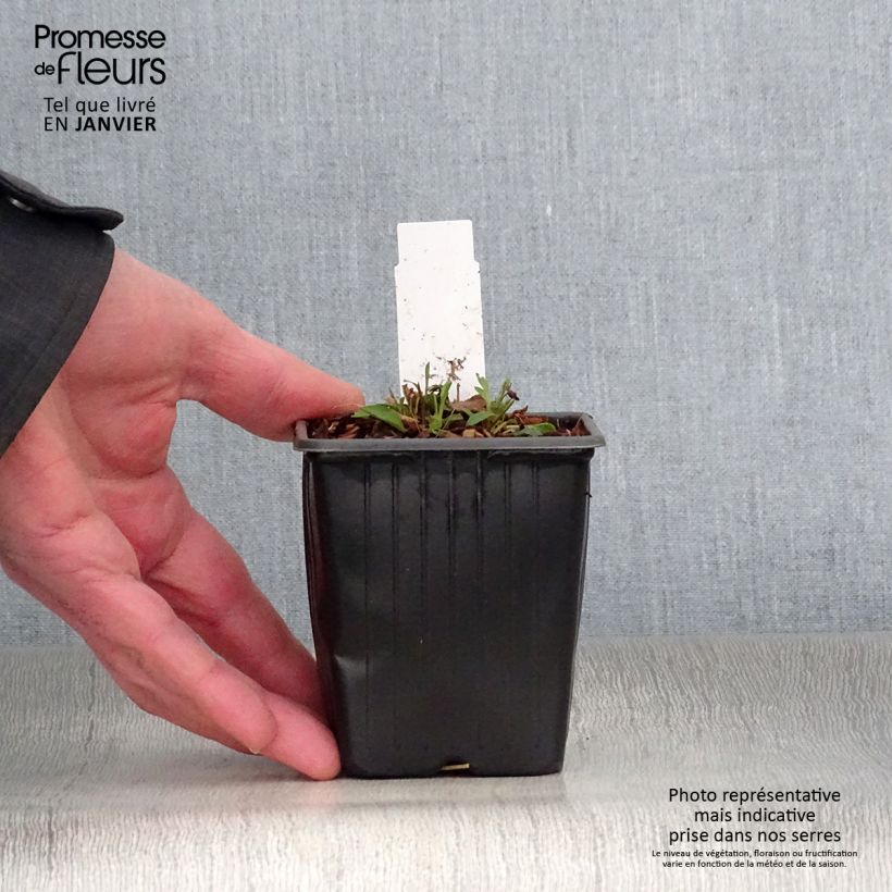 Exemplar von Gemeine Goldrute Minutissima - Solidago virgaurea Kleine Töpfe von 8/9 cm wie im Winter geliefert