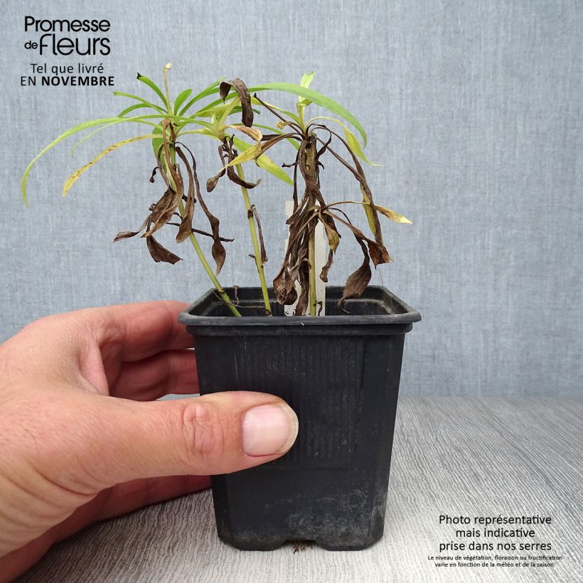 Example of Solidaster luteus Lemore - Hybrid-Goldrute Kleine Töpfe von 8/9 cm as you get in automne