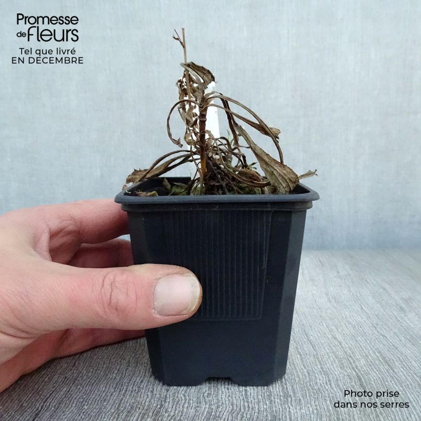 Exemplar von Solidaster luteus Lemore - Hybrid-Goldrute Kleine Töpfe von 8/9 cm wie im Winter geliefert