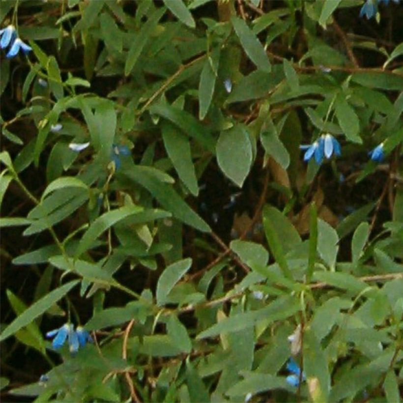 Sollya heterophylla - Sollyie (Foliage)