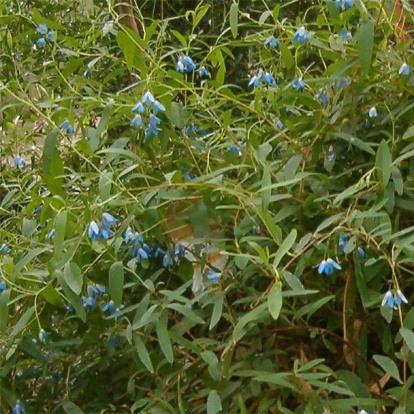 Sollya heterophylla - Sollyie (Flowering)