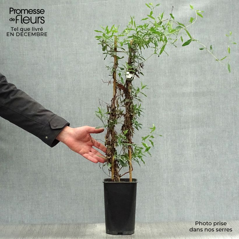 Exemplar von Sollya heterophylla - Sollyie Topf mit 3L/4L wie im Winter geliefert