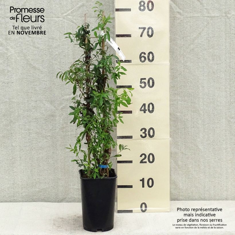 Example of Sollya heterophylla - Sollyie Topf mit 3L/4L as you get in automne