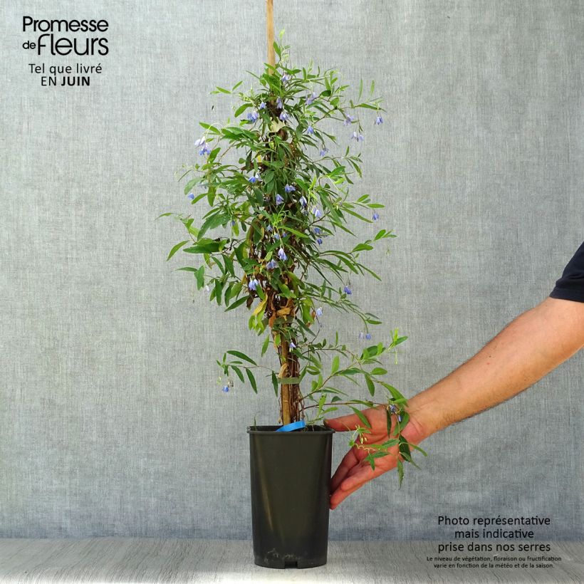 Exemplar von Sollya heterophylla - Sollyie Topf mit 3L/4L wie im Sommer geliefert