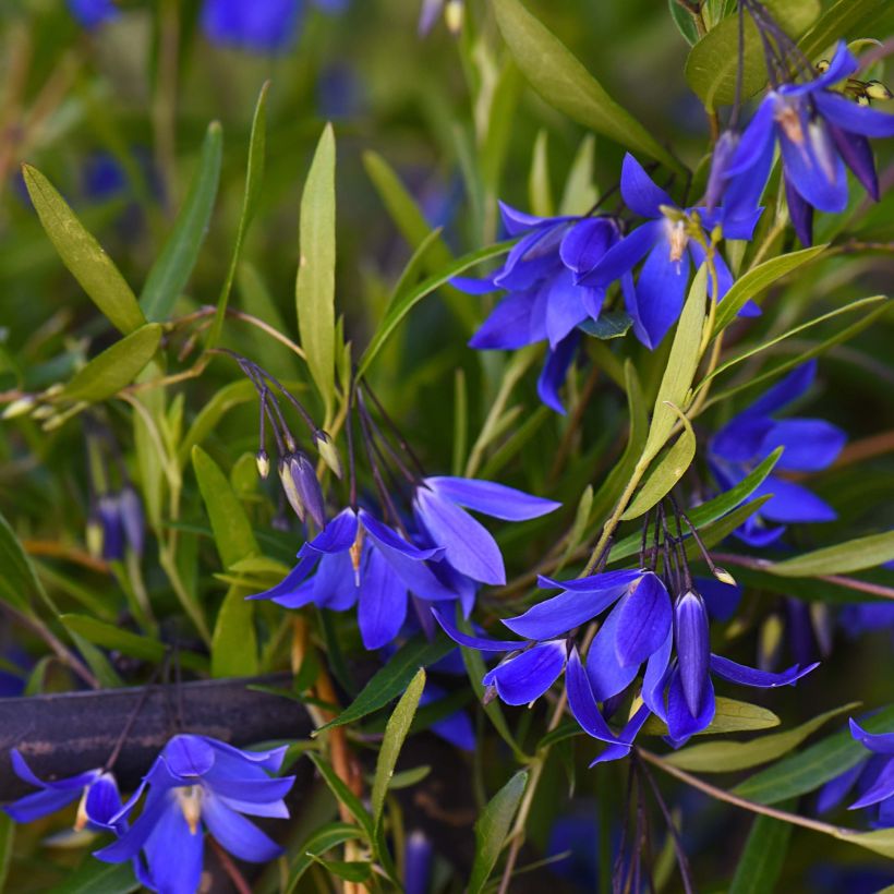 Sollya heterophylla Ultra Blue - Sollyie (Flowering)