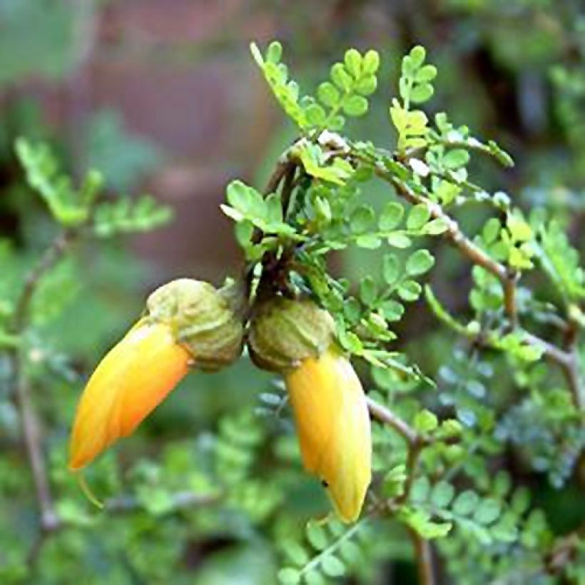 Sophora prostrata Little Baby - Schnurbaum (Flowering)