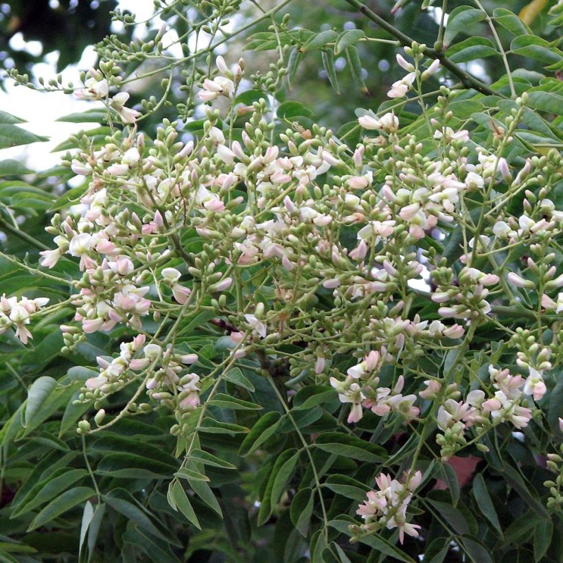 Sophora japonica - Japanischer Schnurbaum (Flowering)