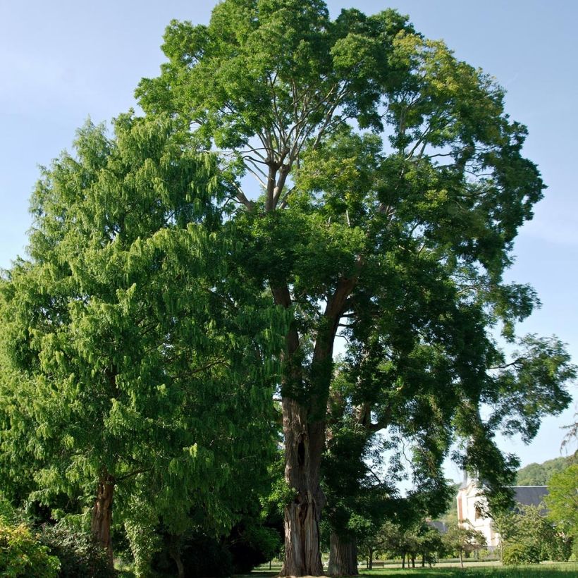Sophora japonica - Japanischer Schnurbaum (Plant habit)