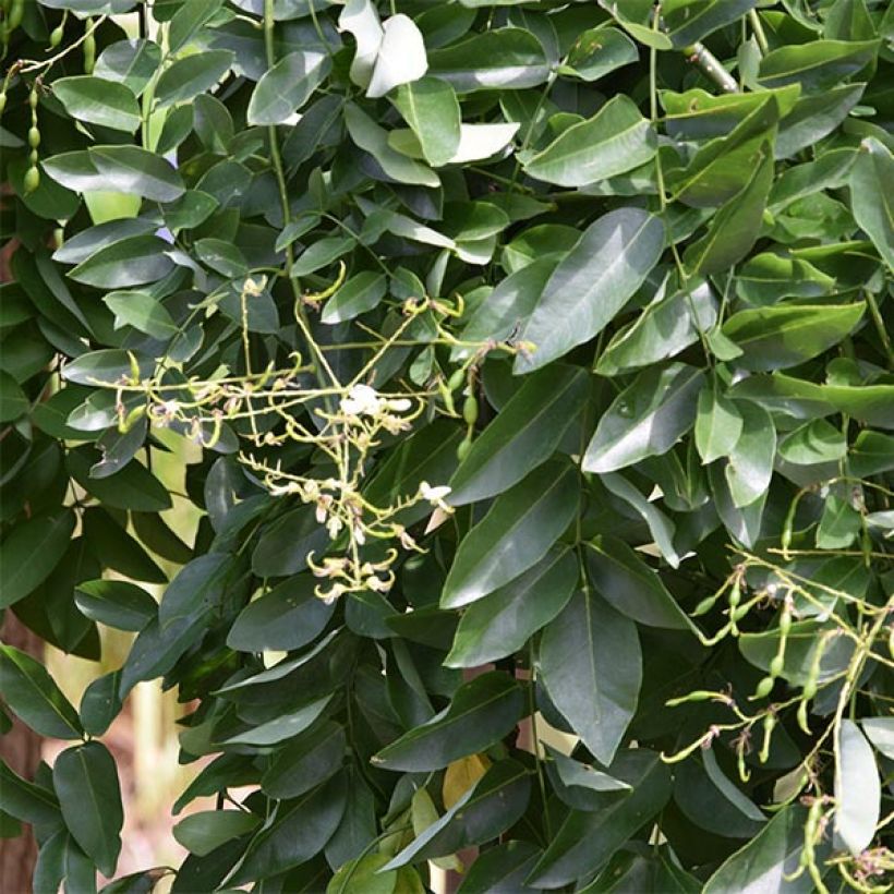 Sophora japonica Pendula - Japanischer Schnurbaum (Foliage)