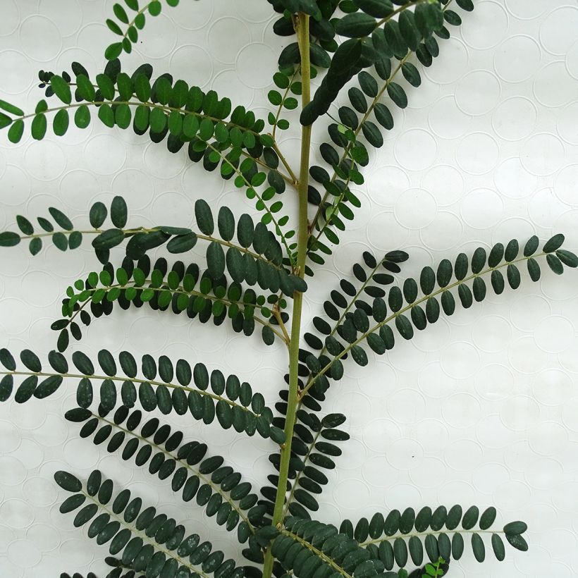 Sophora microphylla Sun King - Feinblättriger Schnurbaum (Foliage)