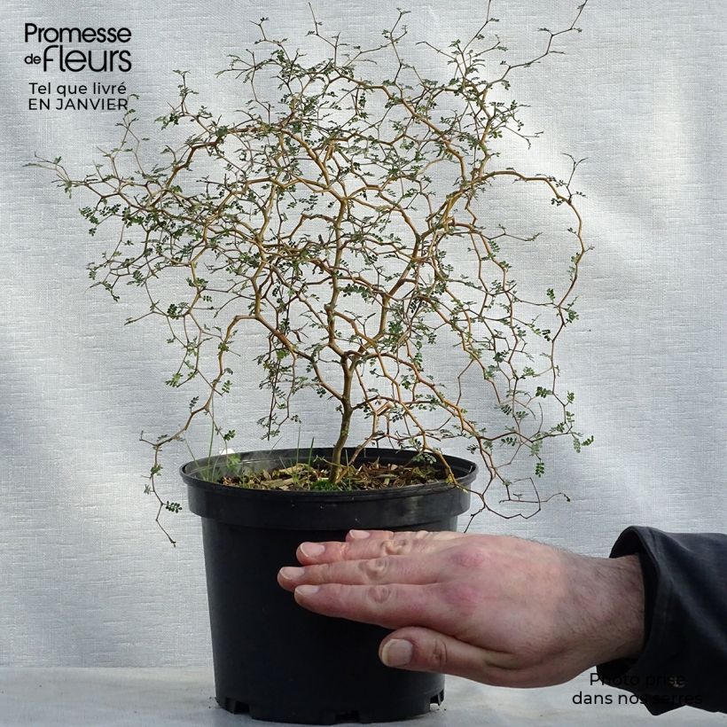Exemplar von Sophora prostrata Little Baby - Schnurbaum Topf mit 3L/4L wie im Winter geliefert