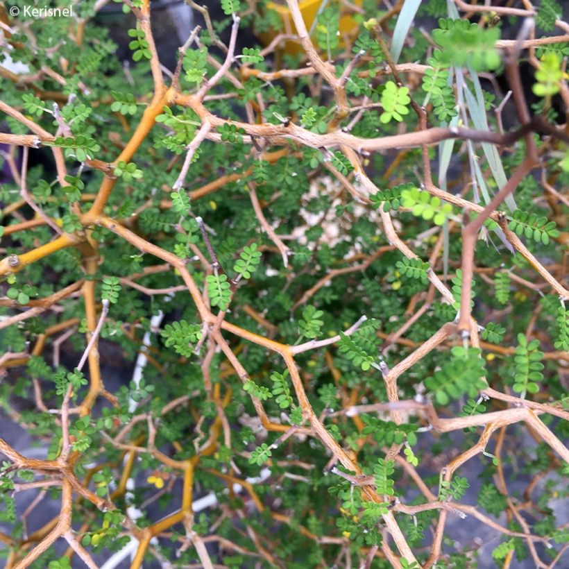 Sophora prostrata Little Baby - Schnurbaum (Foliage)