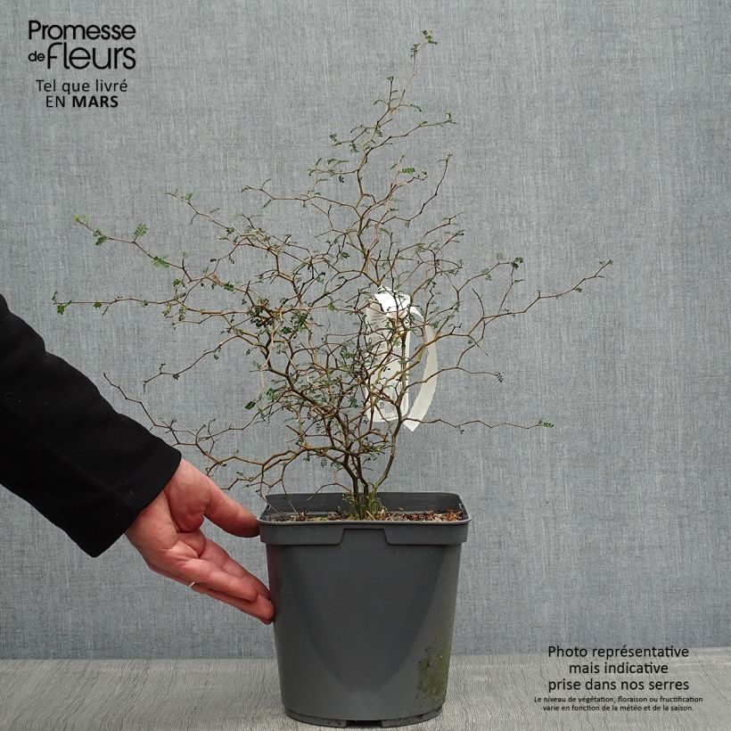 Exemplar von Sophora prostrata Little Baby - Schnurbaum Topf mit 3L/4L wie im Frühjahr geliefert