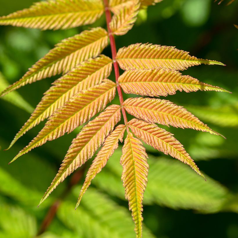 Sibirische Fiederspiere Matcha Ball - Sorbaria sorbifolia (Foliage)