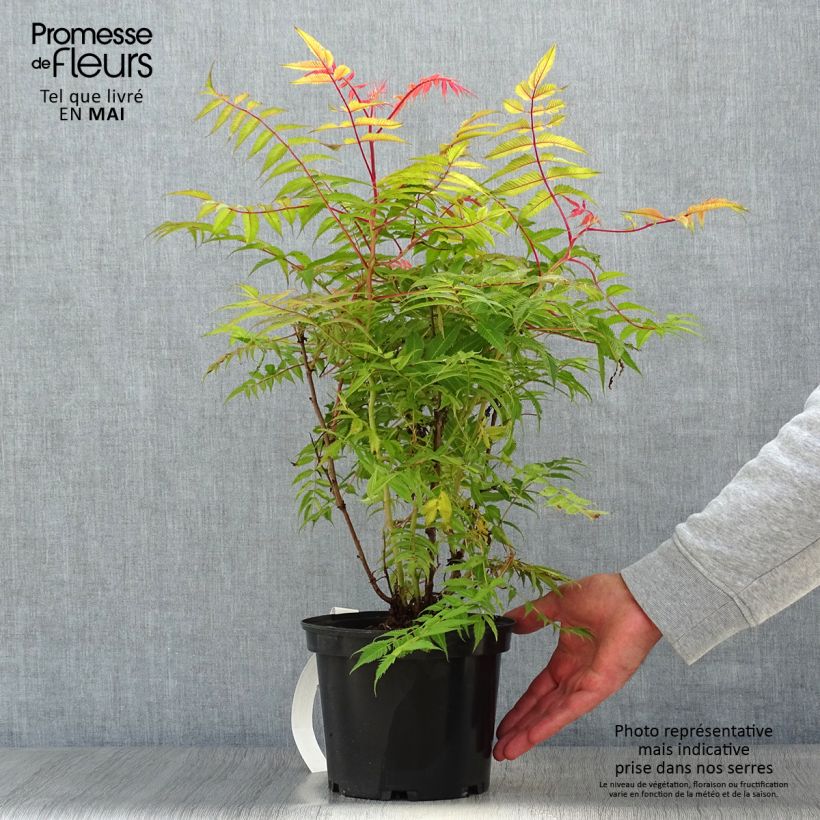 Exemplar von Sibirische Fiederspiere Pink Hopi - Sorbaria sorbifolia Topf mit 2L/3L wie im Frühjahr geliefert