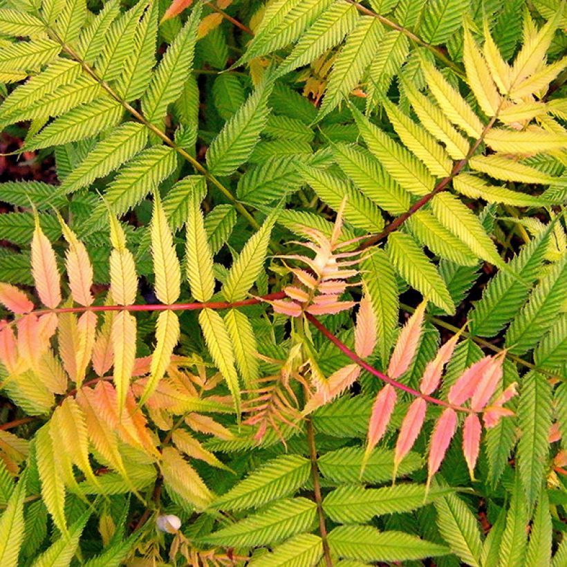 Sibirische Fiederspiere Sem - Sorbaria sorbifolia (Foliage)
