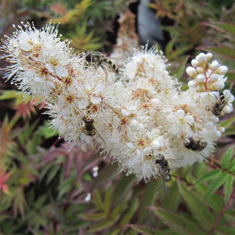 Sibirische Fiederspiere Sem - Sorbaria sorbifolia (Flowering)